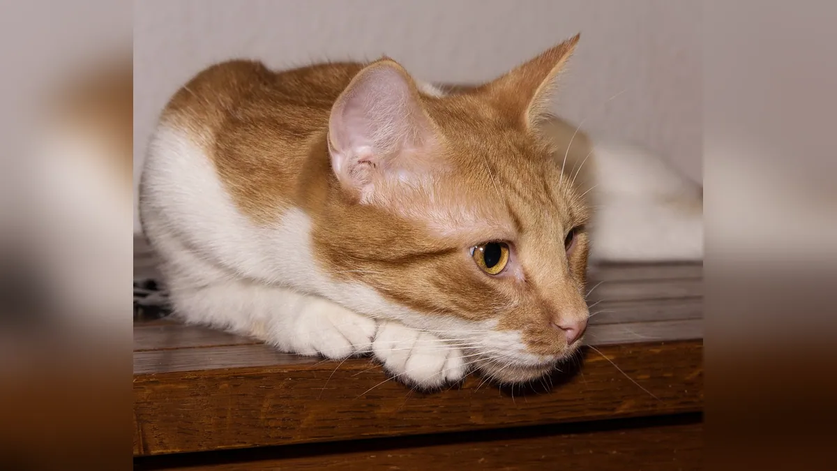 Cat Diarrhea After Changing Food: Causes and Fixes
