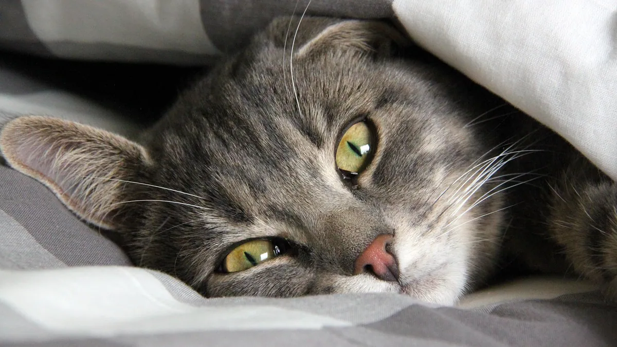 Cat Diarrhea After Surgery or Anesthesia