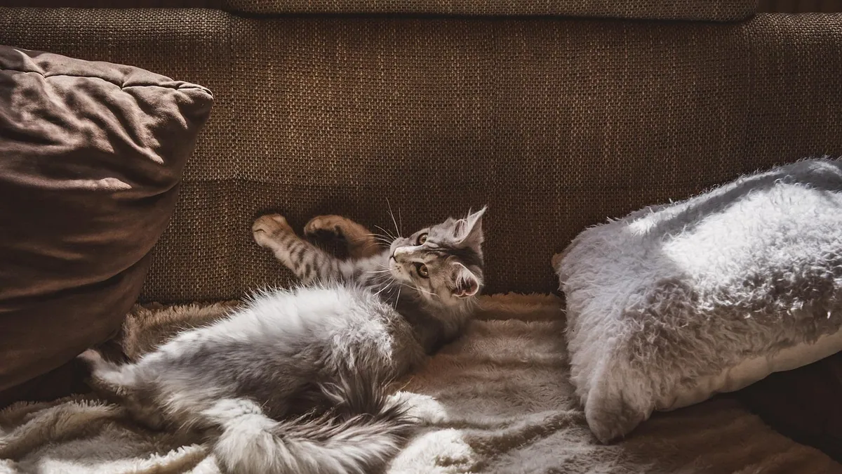 Cat Diarrhea After Zorbium: What to Do
