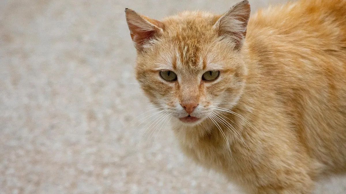 What Cat Diarrhea Color Means: A Guide to Stool Changes