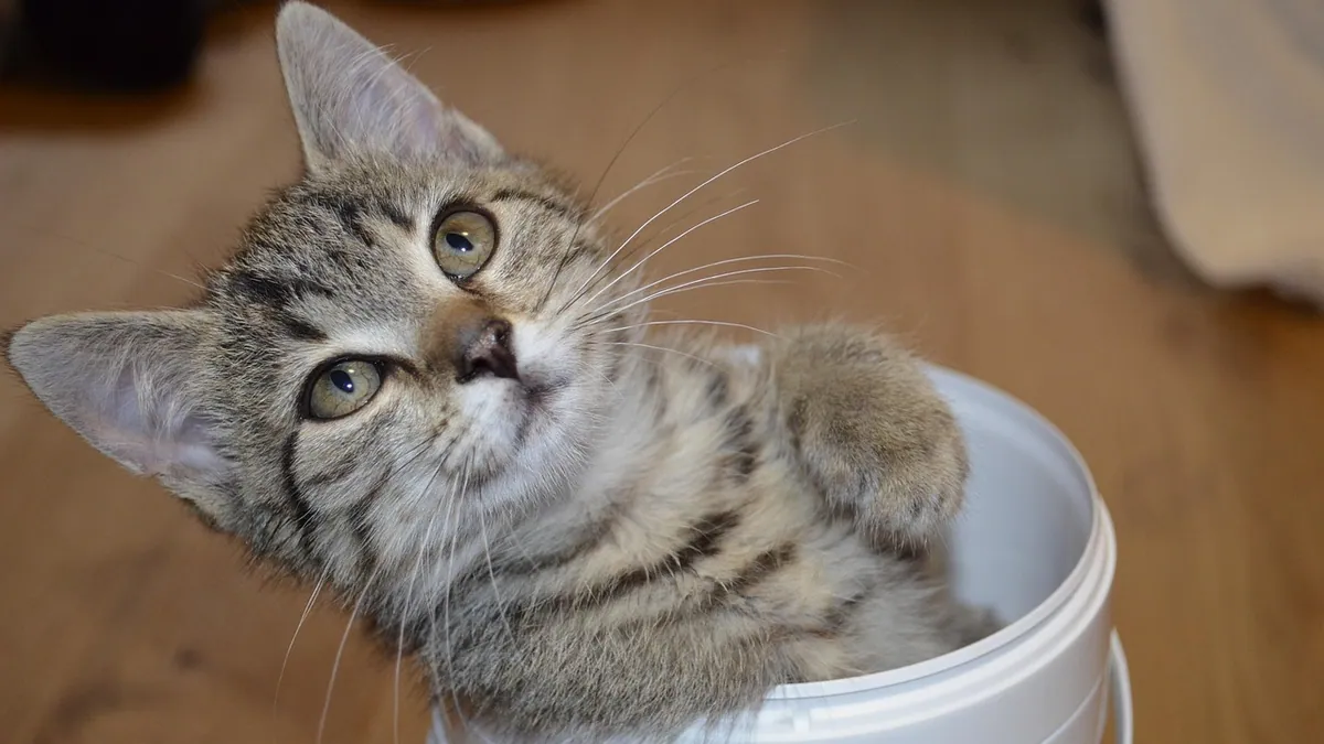 Cat Diarrhea on a Hydrolyzed Protein Diet