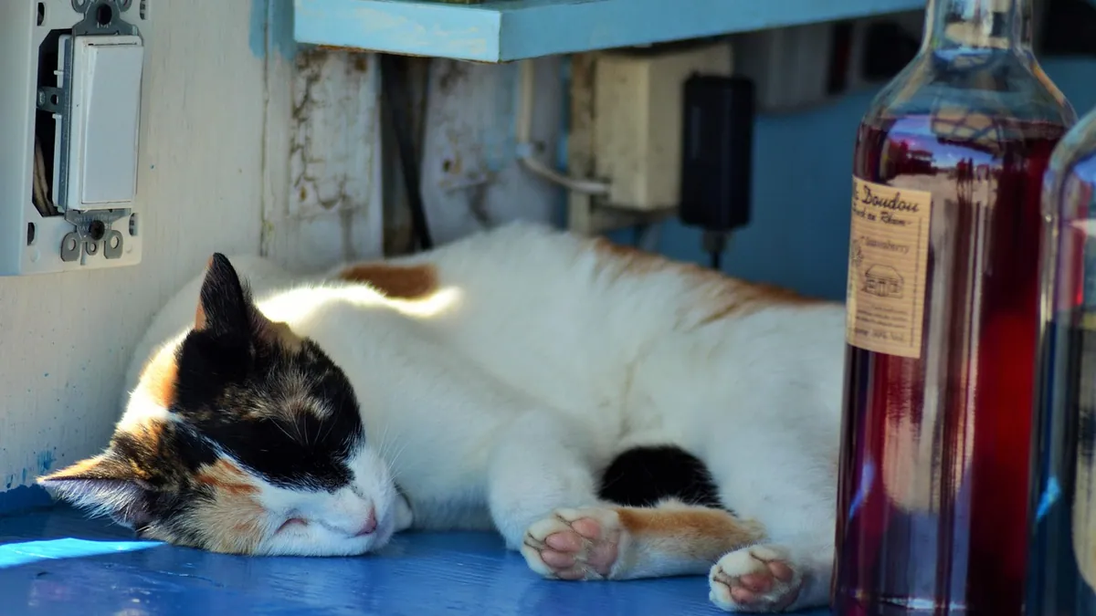 Cat Diarrhea, Lethargy and Not Eating: When to Worry