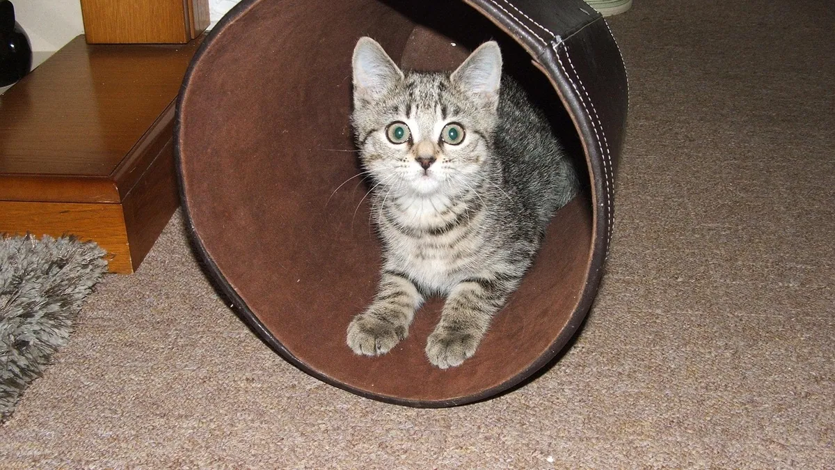 Cat Diarrhea After New Food or a New Home: What to Do