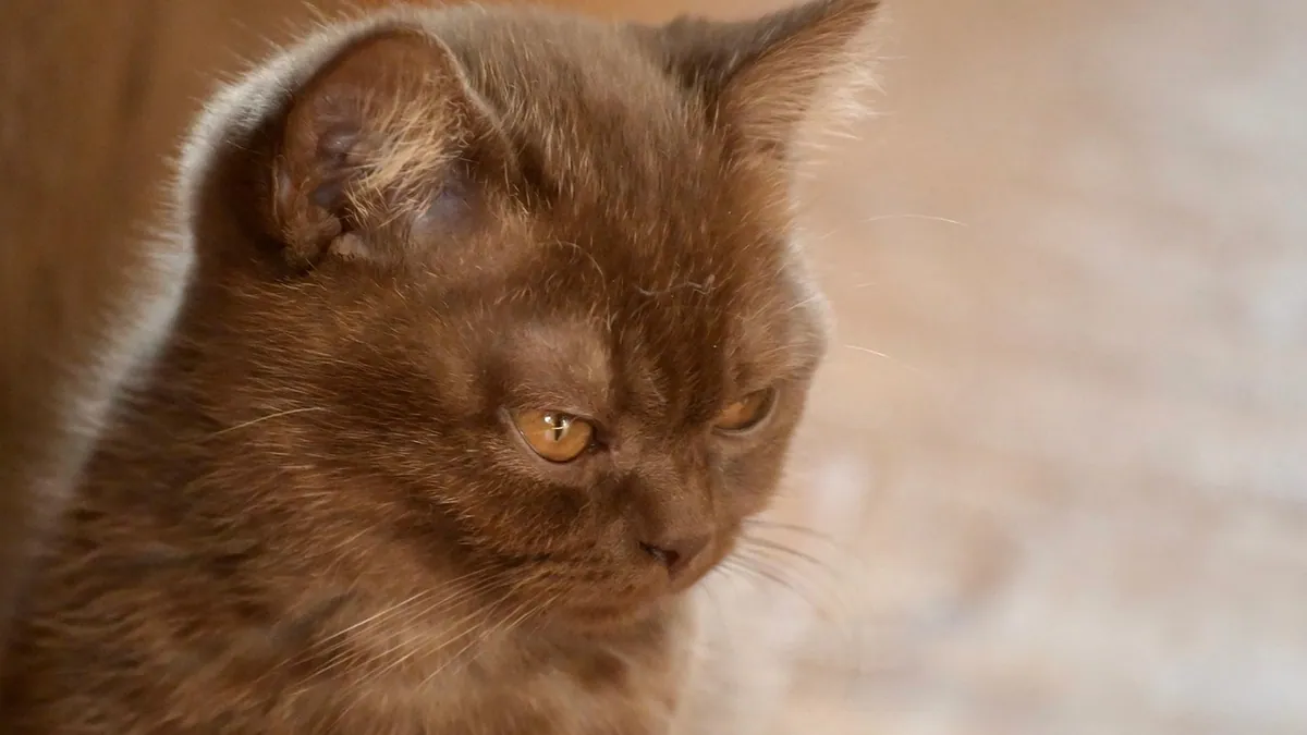 Cat Diarrhea and Loss of Appetite: Causes and Care Steps