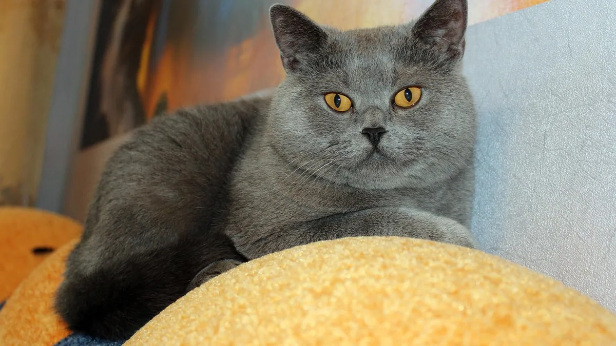 Cat Diarrhea With No Diet Change: Why It Happens