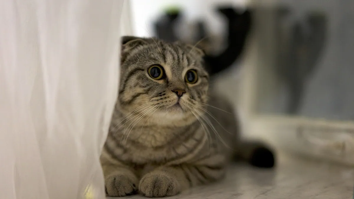 Cat Diarrhea With No Smell: Is That a Concern?