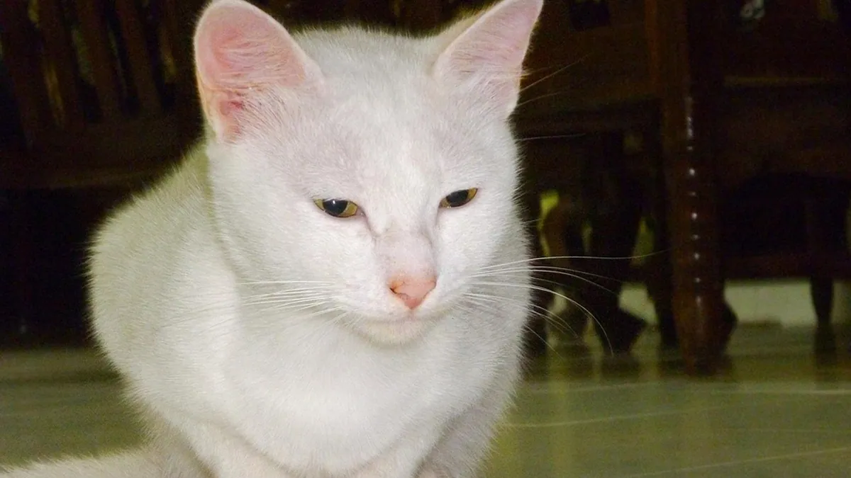 Cat Diarrhea With No Vomiting or Parasites: What It Means