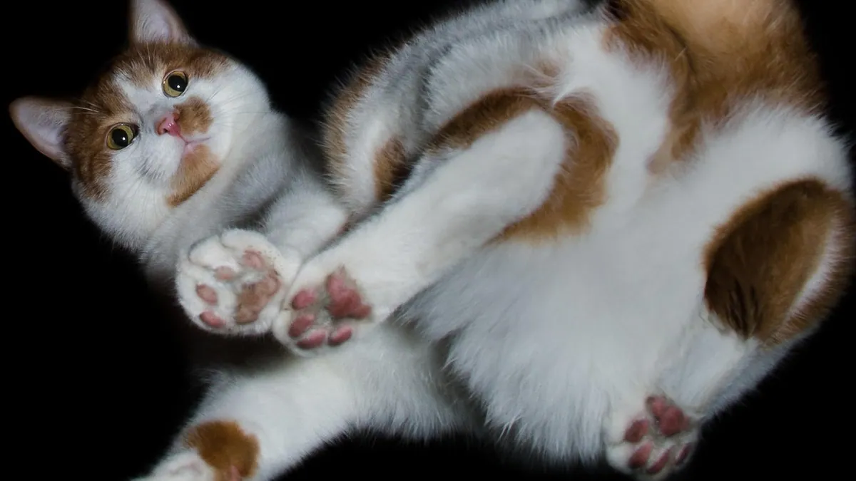 Why Does My Cat's Diarrhea Smell So Bad? Causes and Care