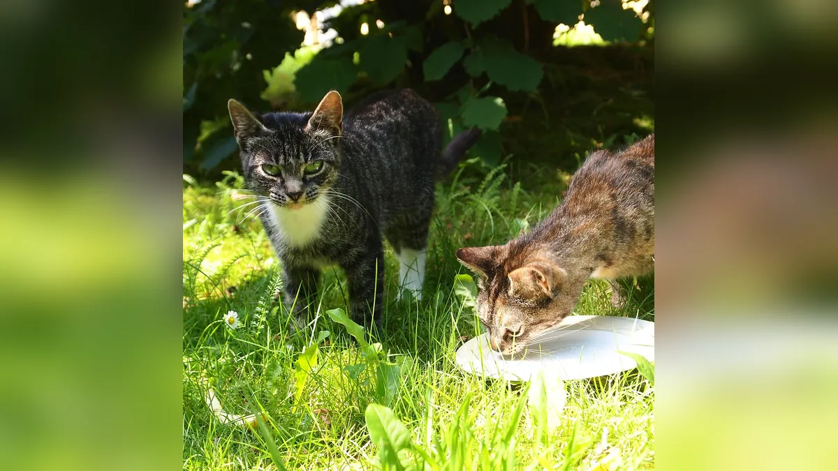 Cat Diarrhea but Still Eating and Drinking