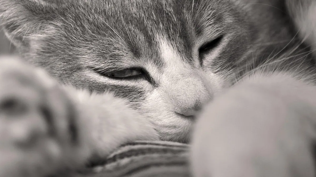 Viral and Bacterial Diarrhea in Cats: Causes and Treatment