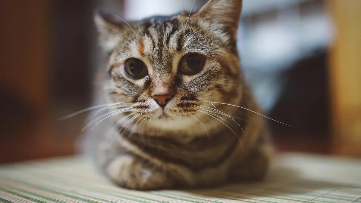 Cat Diarrhea and Vomiting Kibble: Causes and What to Do
