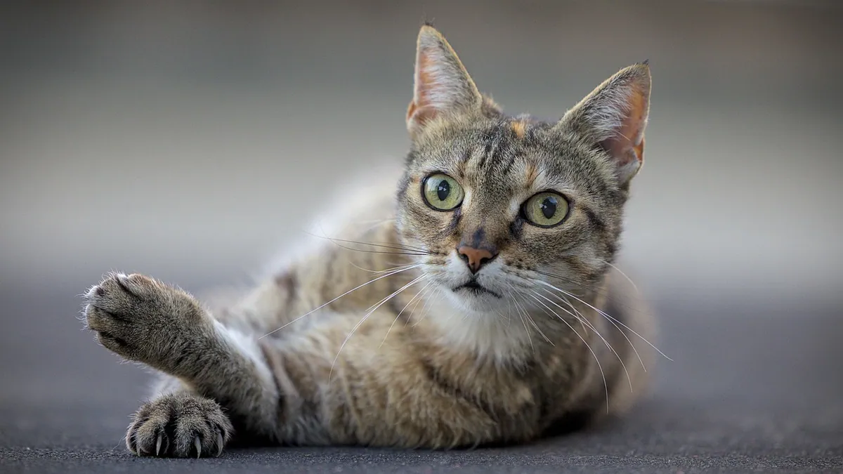 Why Is My Cat Digging at the Floor? Causes and Fixes