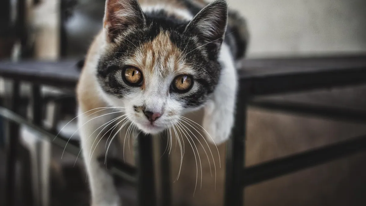 Cat Distemper Vaccine: Reactions and Side Effects