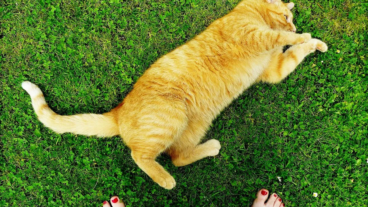 Cat Dragging Back Legs: Causes and Treatment Options
