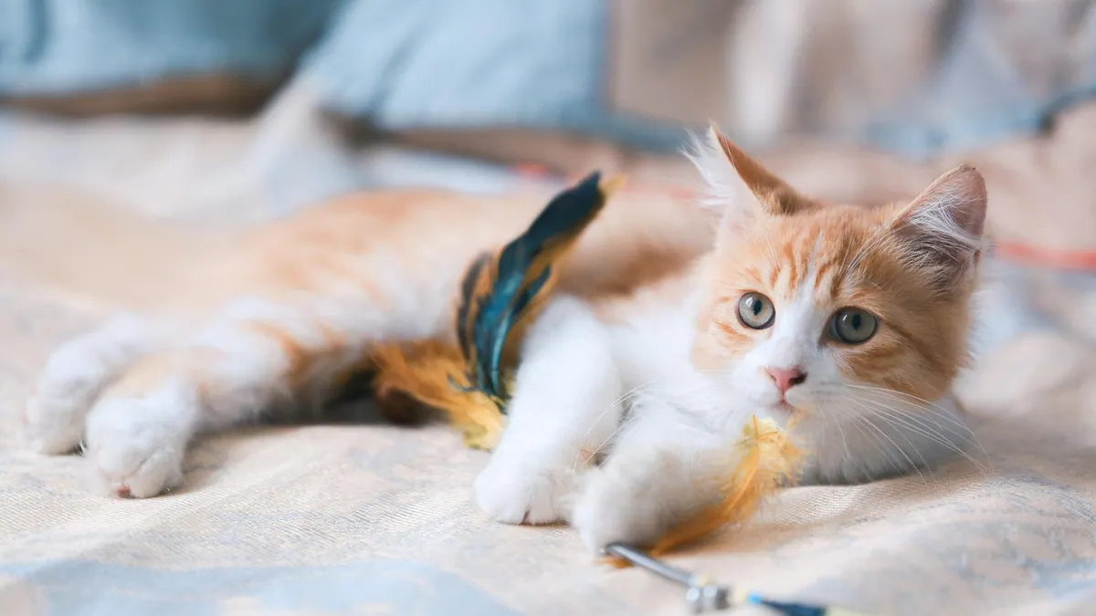 Why Is My Cat Dragging His Bum on the Floor?