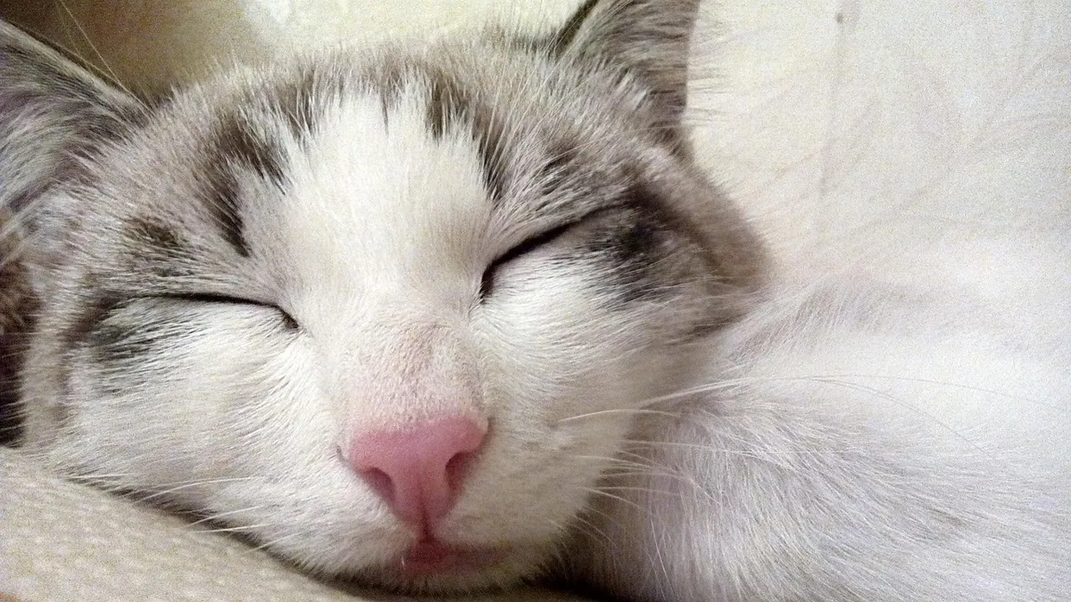 Is It Normal for Cats to Drool While Sleeping?