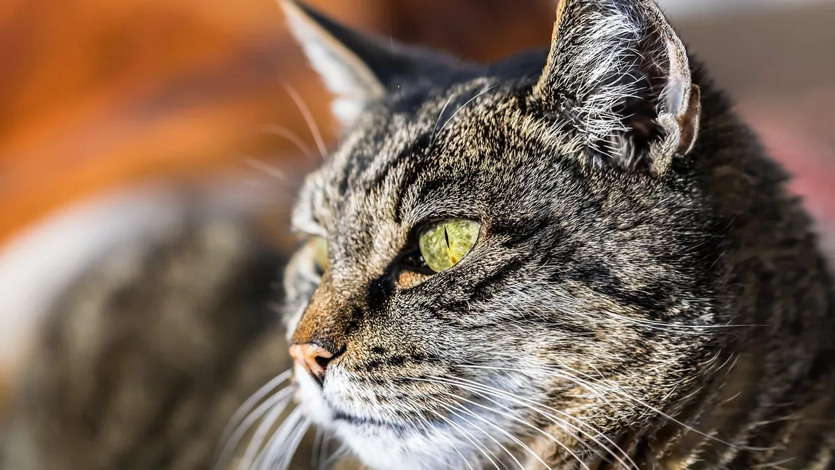 Cat Dry Flaky Skin: What Helps and What to Avoid