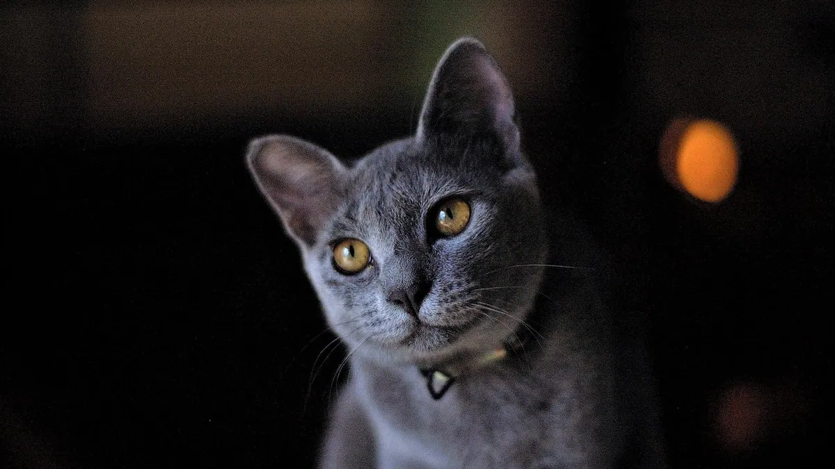 E-Collar After Cat Surgery: How Long and How to Help