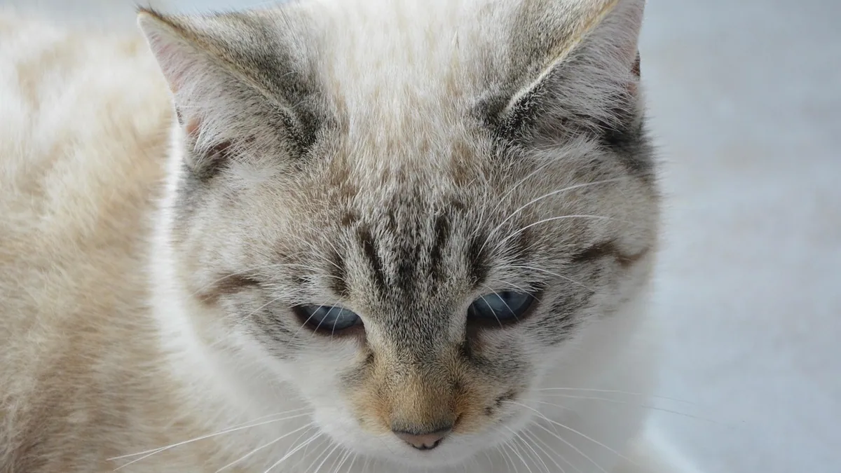 Cat Ear Abscess: Causes, Symptoms, and Treatment