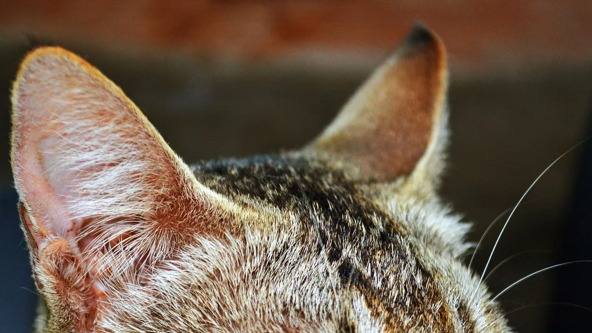 Cat Ear Anatomy: What Owners Should Know