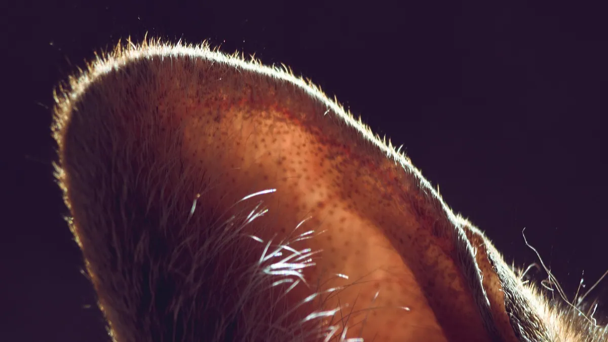 Dandruff on a Cat's Ears: Causes and What to Do