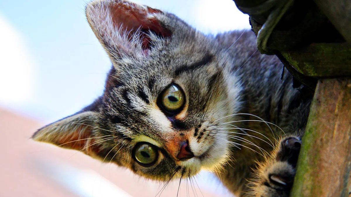 Cat Ear Drooping: Causes and What to Do