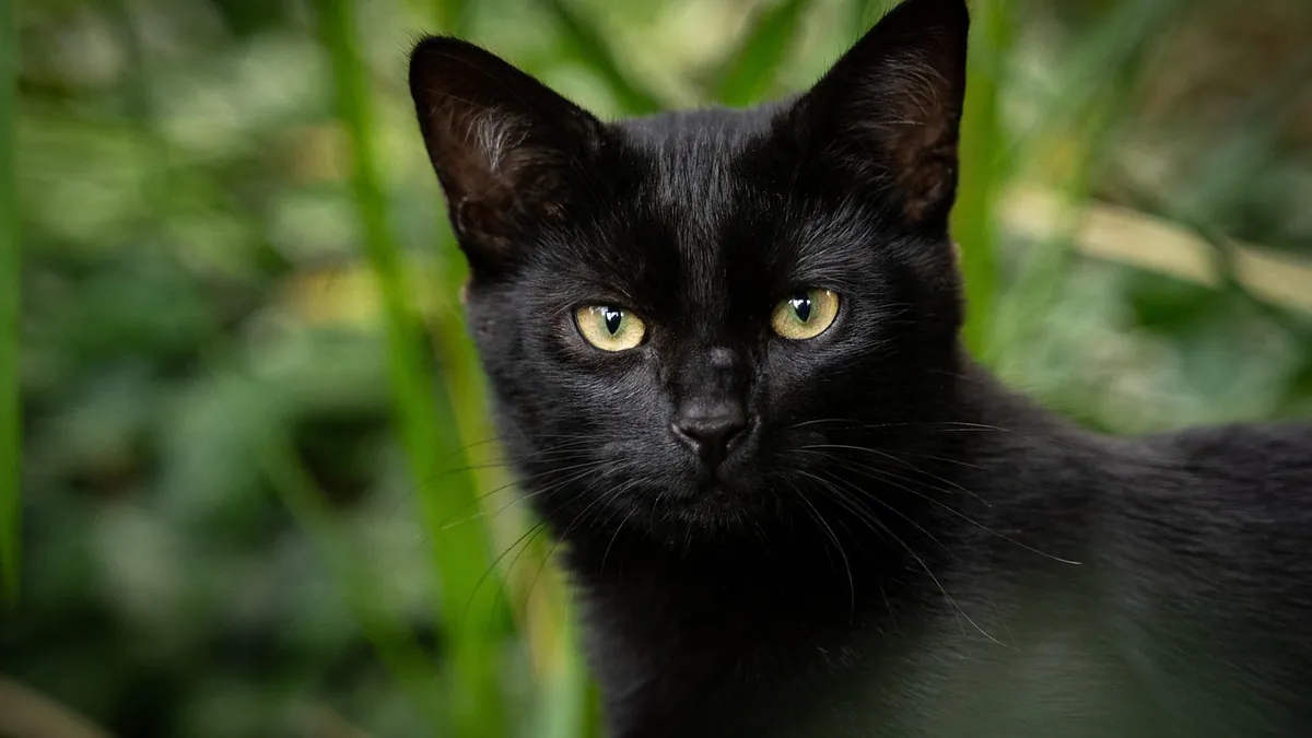 Lump or Growth on Your Cat's Ear: Causes and Next Steps