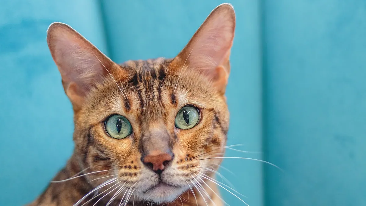 Cat Ear Gunk: What the Discharge Means and How to Clean It
