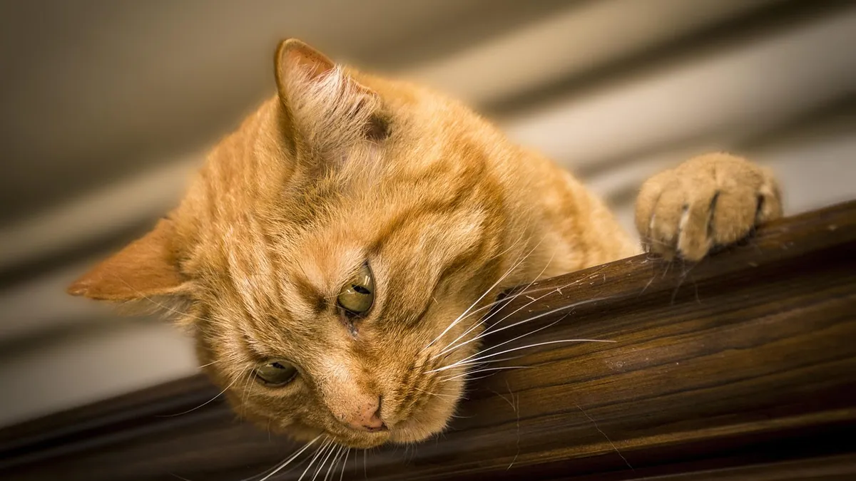 Are Ear Infections and Ear Mites in Cats Contagious?