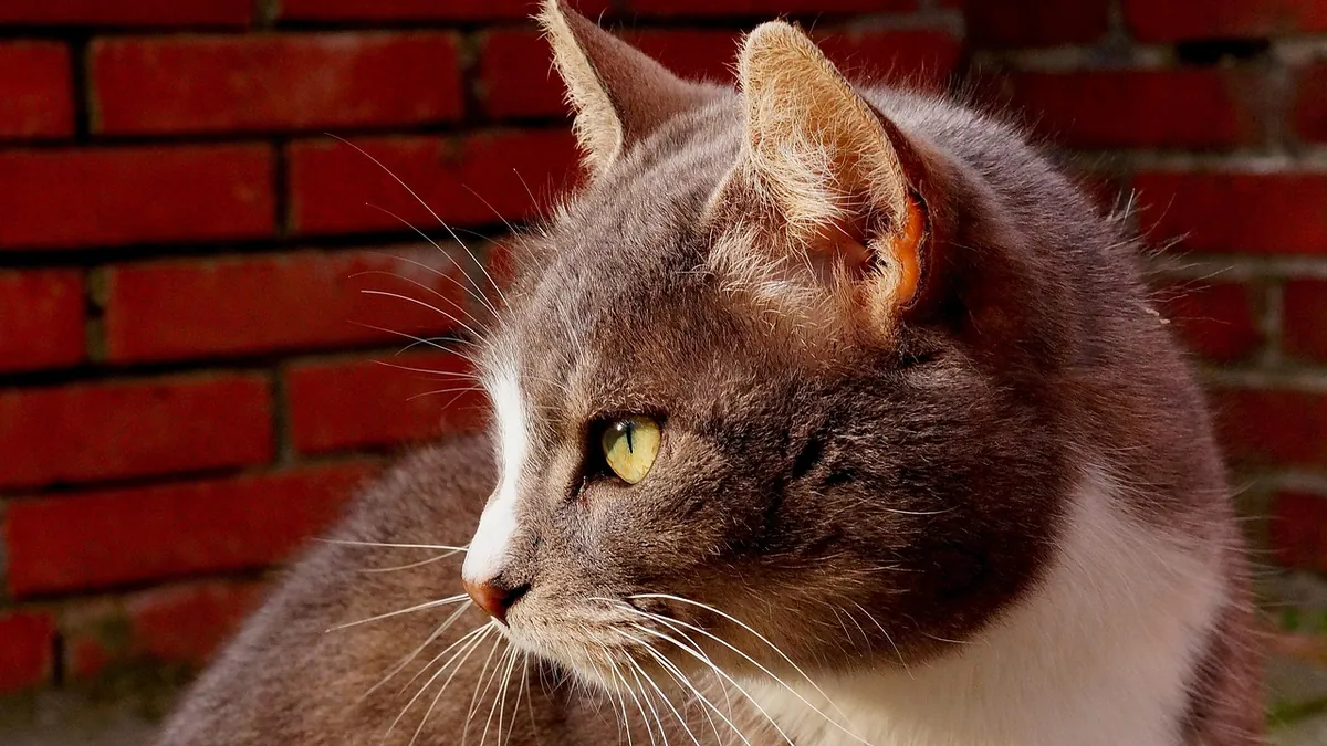 Cat Ear Language: What Ear Position Says About Mood