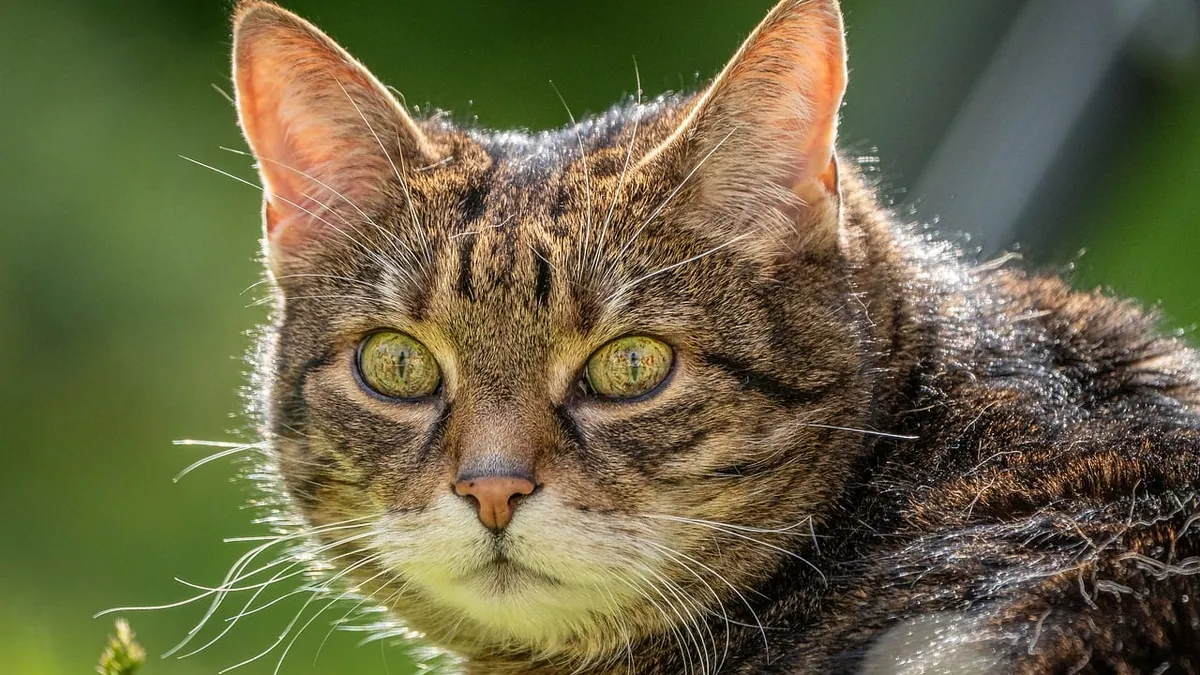Fluid Leaking From Your Cat's Ear: Causes and What to Do