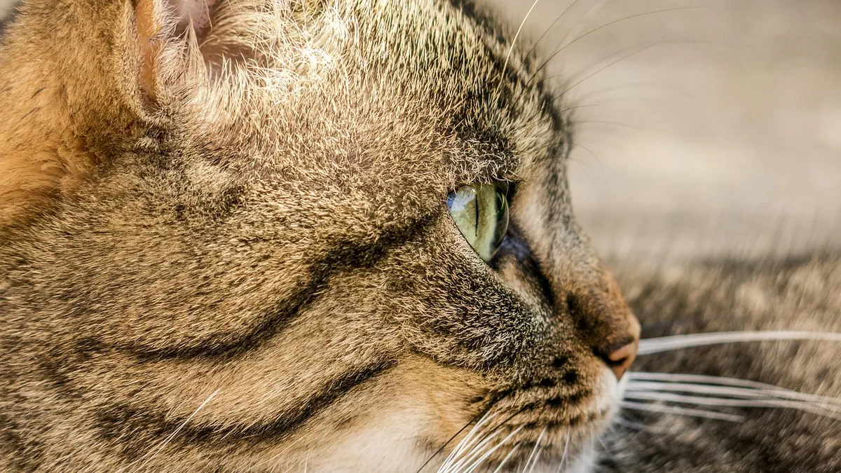 Cat Ear Notch: What It Means and Why It Matters