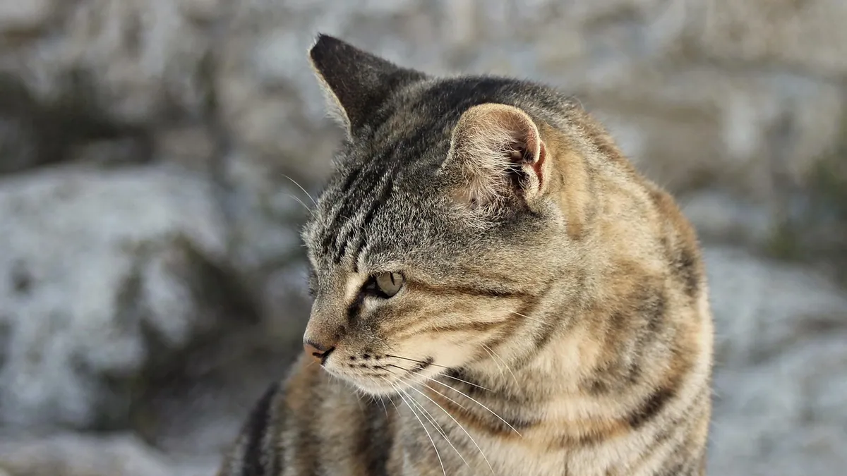 Cat Ear Oozing: Causes, When to Worry, and What to Do