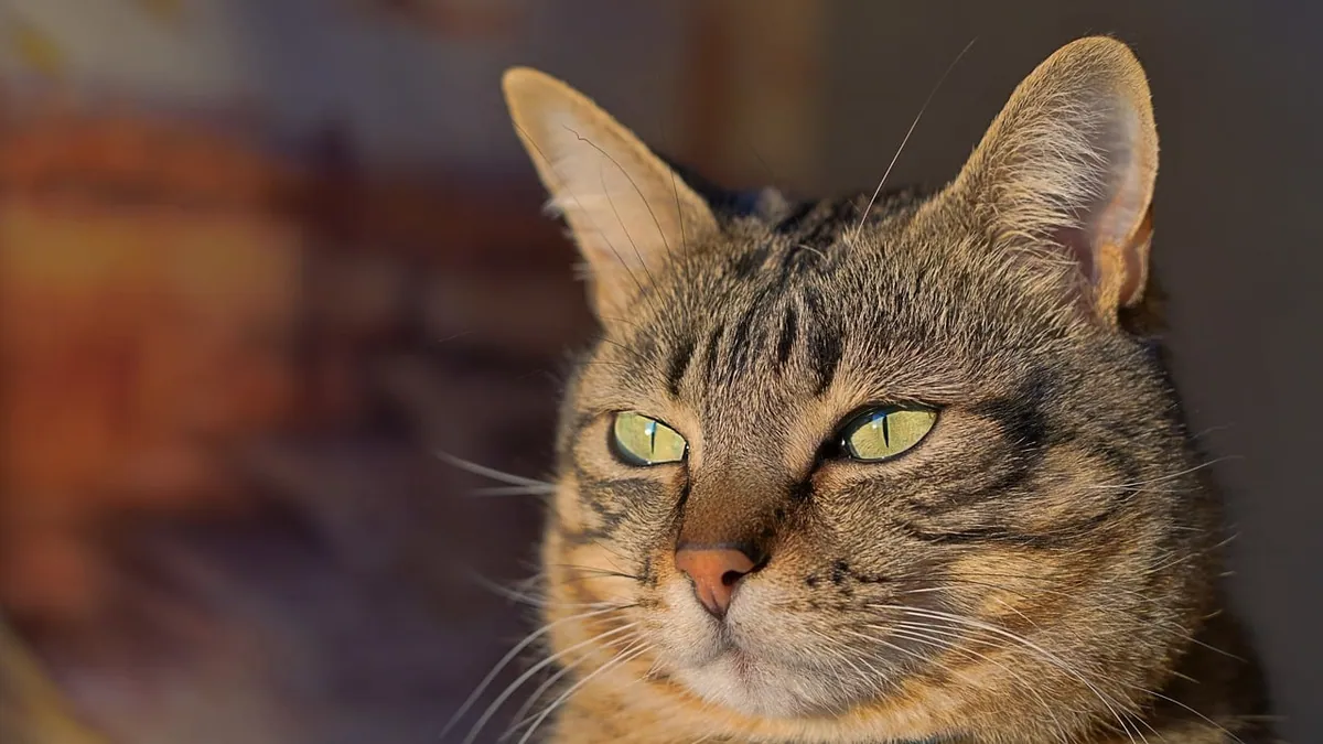 Cat Ear Pinna: Anatomy, Problems, and When to See a Vet