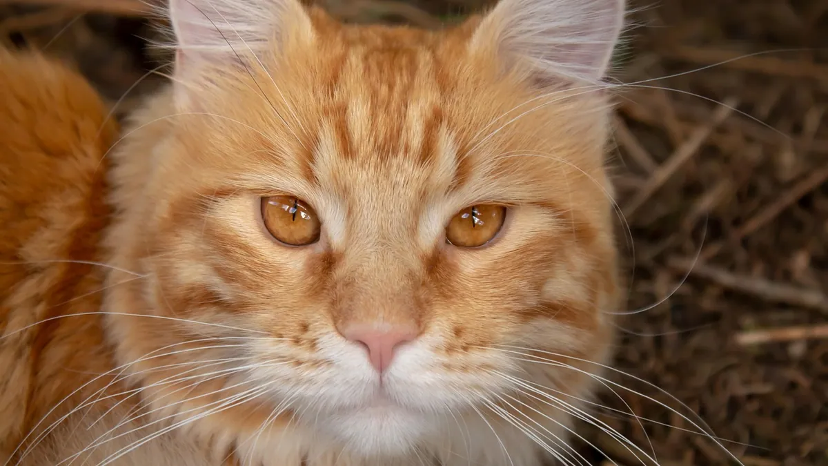 Cat Ear Rash: Causes, Symptoms, and Treatment Options