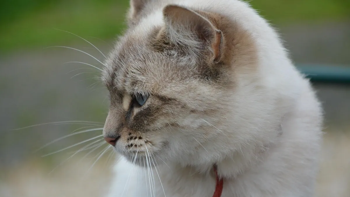 Cat Ear Swollen: Causes, Symptoms, and Treatment