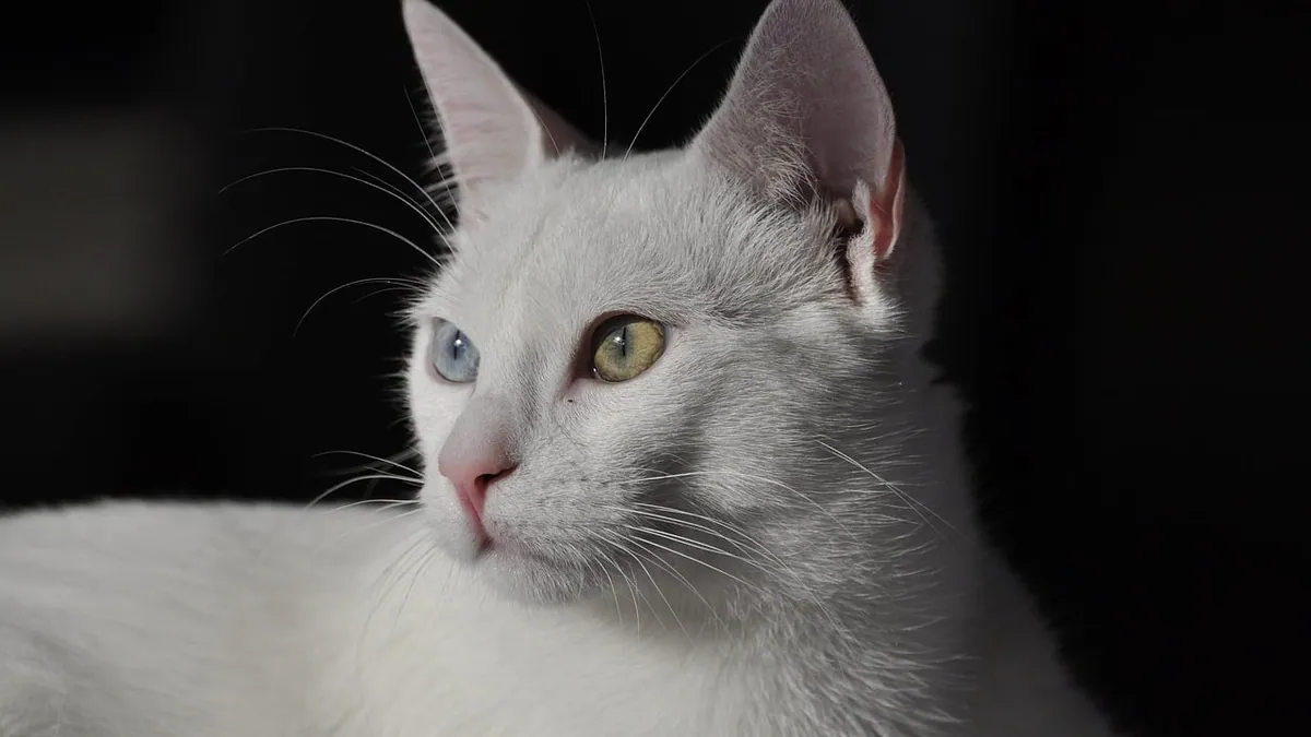 Cat Ear Vasculitis: Causes, Signs, and Treatment