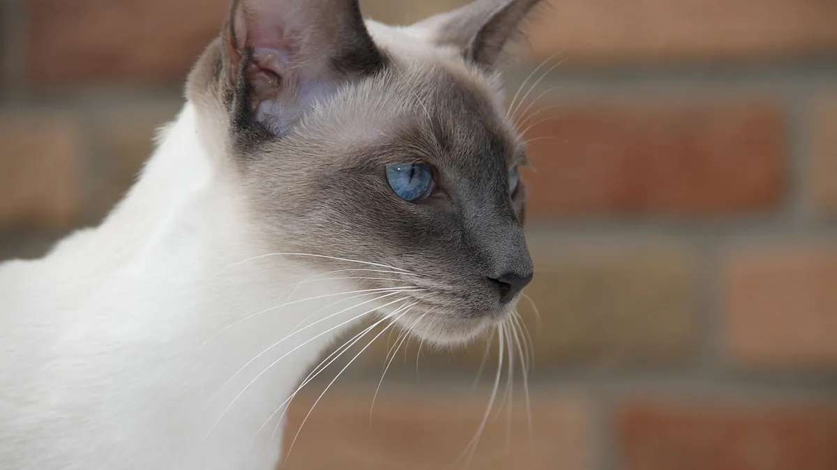 Why Are My Cat's Ear Veins Visible? What It Means