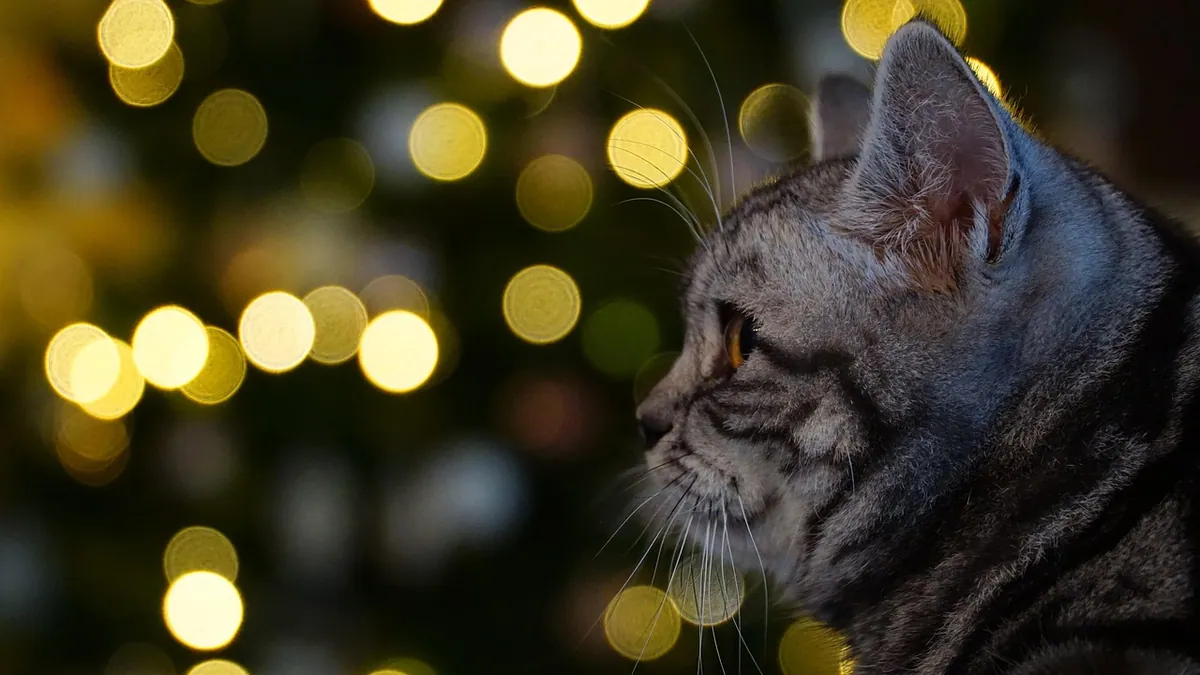 Yellow Discharge From a Cat's Ear: Causes and Care