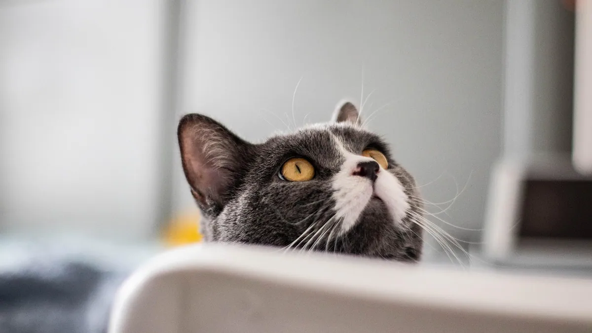 Cat Ear Zit or Bump: Causes and When to Worry