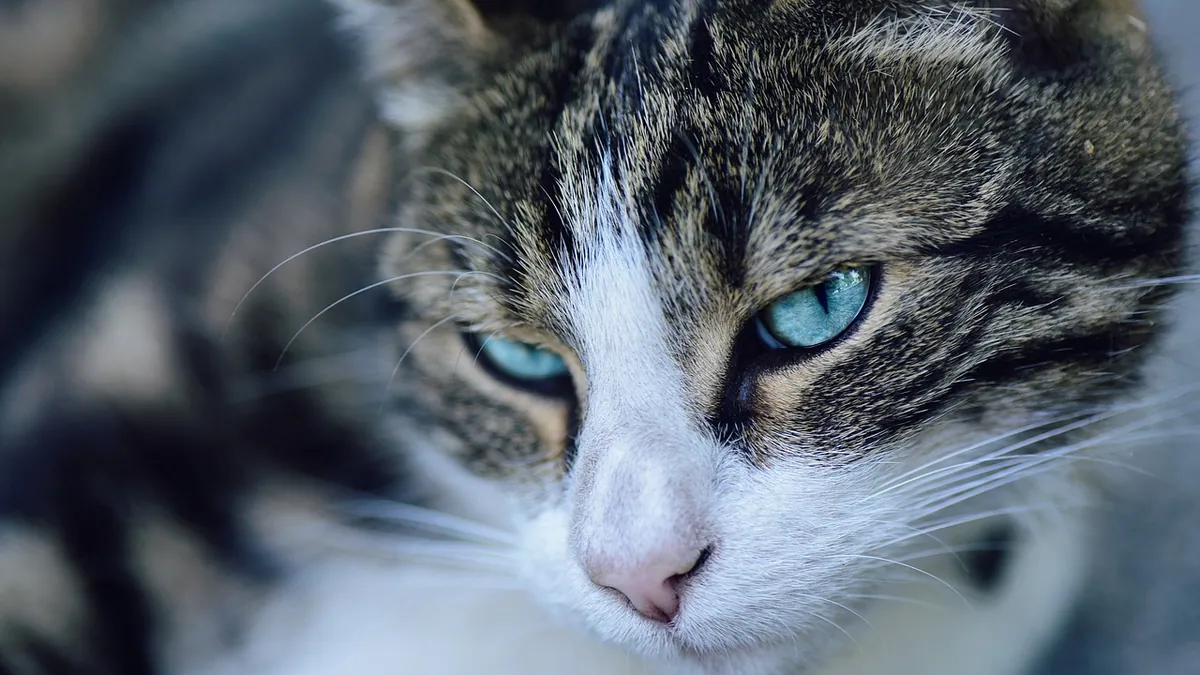 Cat Ears Look Dirty: Normal Wax or Ear Problem?