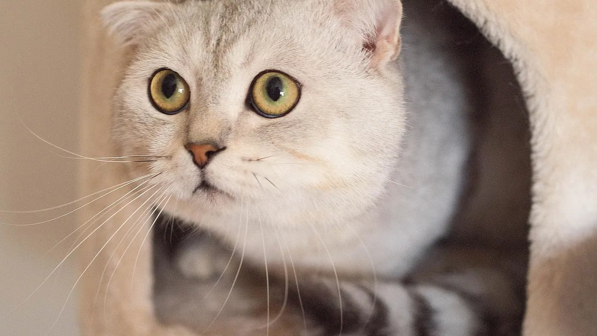 Are Cat Ears Sensitive to Loud Noise? What Owners Should Know