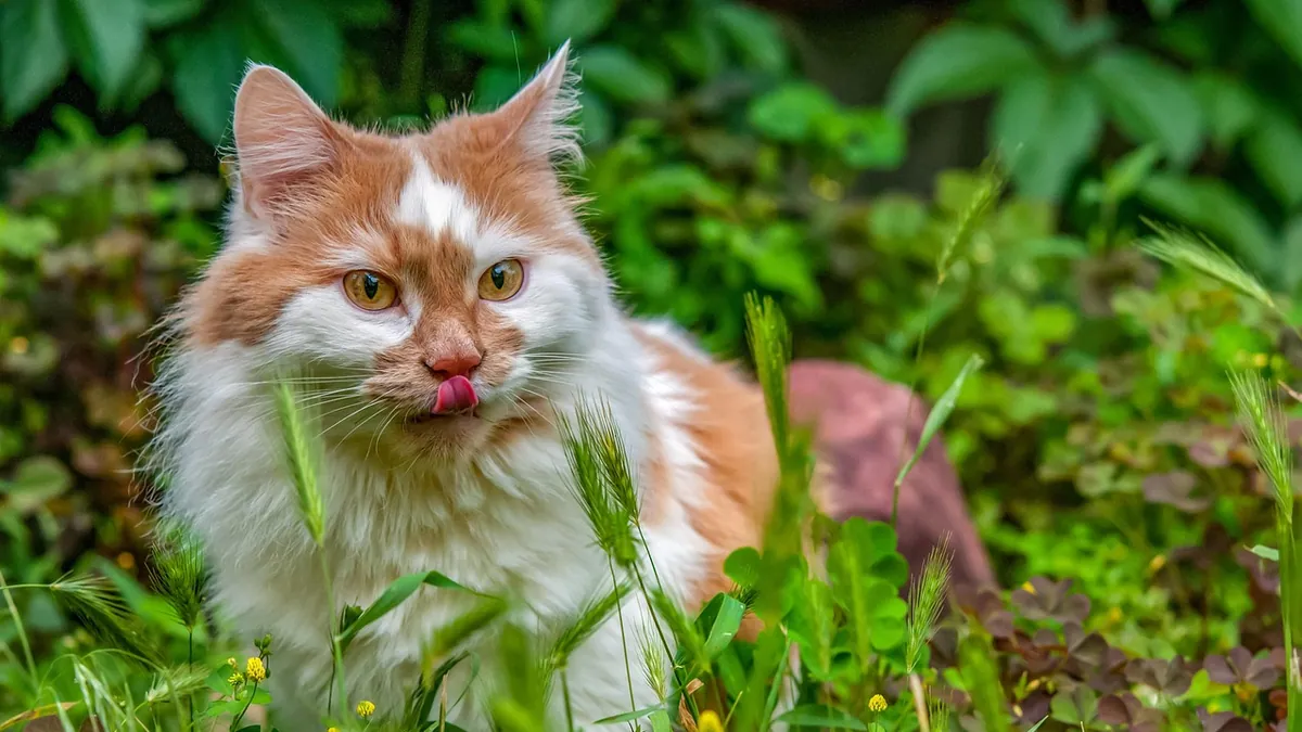 How to Stop Your Cat From Eating and Digging in Plants