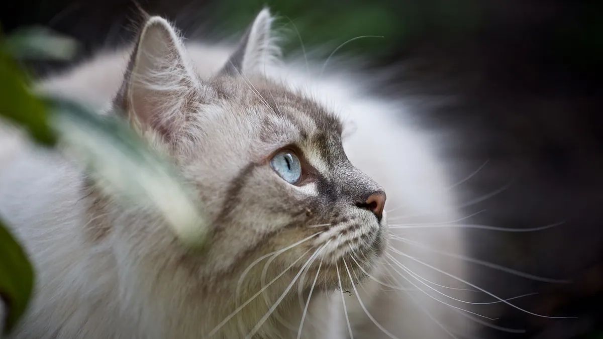 Why Does My Cat Eat Flies and Bugs?