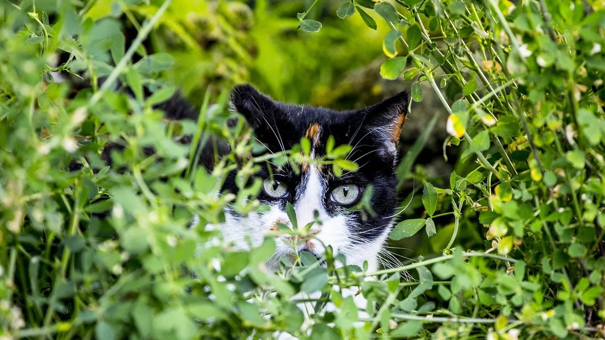 Why Is My Cat Eating Grass and Plants?