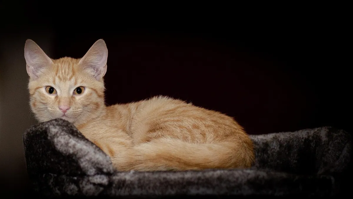 Why Is My Cat Eating Poop? Coprophagia Explained