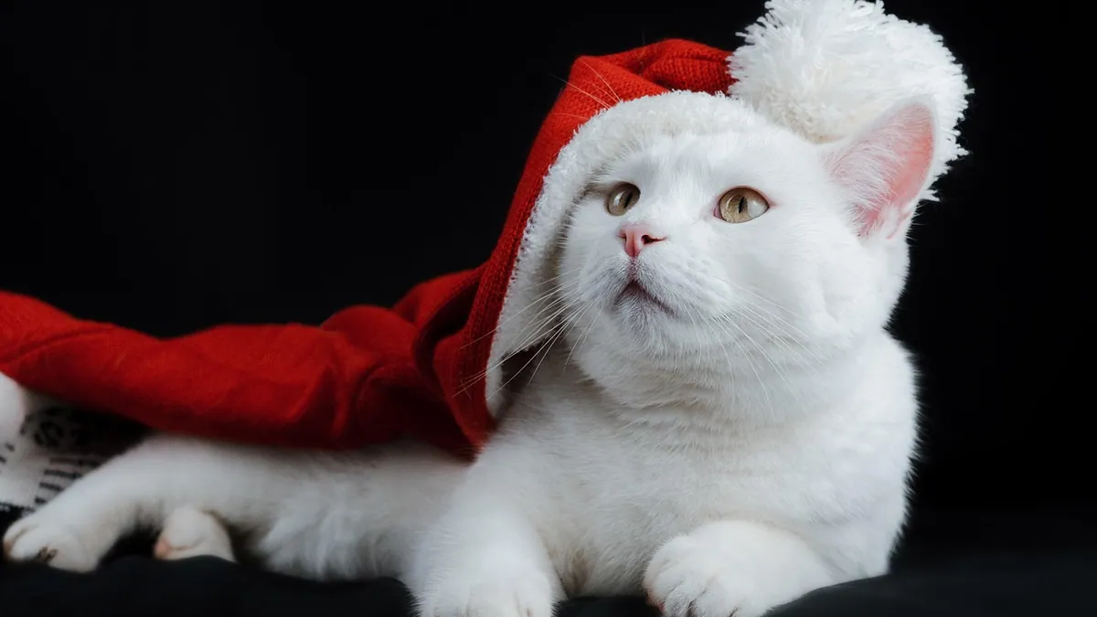 Eclampsia in Cats: Symptoms, Treatment, and Recovery