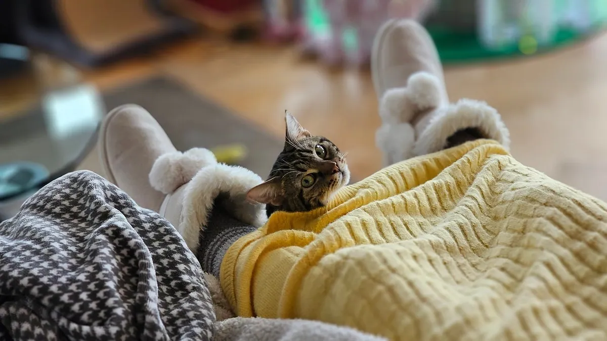Can a Cat Be an Emotional Support Animal?