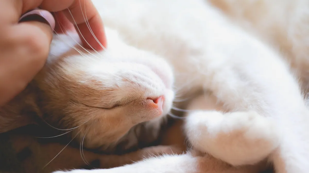 Cat Euthanasia Drugs: What Vets Use and How It Works