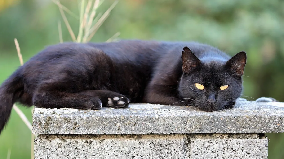 Cat Euthanasia Process: What Happens Step by Step
